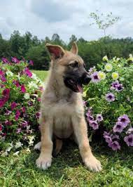 Favorite this post aug 11 german shepherd puppy $300 (lex > mount vernon ) pic hide this posting restore restore this posting. German Shepherd Puppies For Sale In Ky Lancaster Puppies