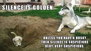 Silence Is Golden Funny Husky Meme Siberian Husky Funny Husky Funny