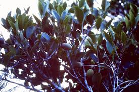 Image result for Putranjivaceae