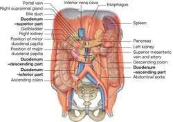 Duodenum Definition Of Duodenum By Medical Dictionary Medical Dictionary Medical Medical Terms