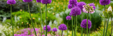 6 more photos view gallery. How To Grow Alliums When To Plant Alliums Love The Garden