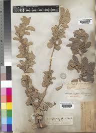 Image result for Dovyalis zeyheri