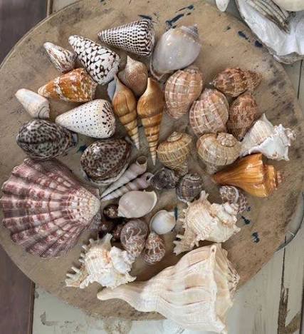 custom made natural conch sea shells in assorted color and sizes ideal for  home decor and aquariums at ₹ 200/piece | Seashell Handicrafts in Mumbai |  ID: 2856726751633