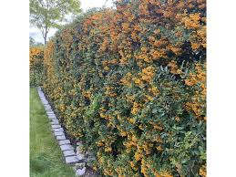 Image result for Pyracantha coccinea soleil d'or