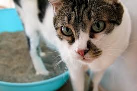 How to cure cat stomach upset. Diarrhea In Cats Great Pet Care
