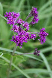 Image result for Vernonia hirsuta