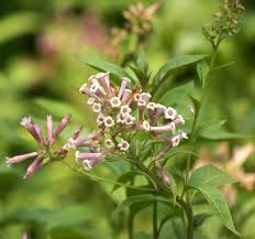 Image result for Cestrum × cultum