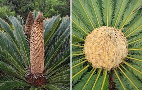 Image result for Cycadaceae