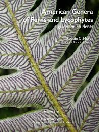 Image result for Blotiella trichosora