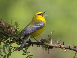 Grey Bird With Blue Black And White Wings Blue Winged Warbler Birds Ornithology Bird
