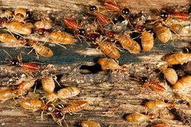 ☎ 0488 858 880 for high quality domestic pest inspection services at cheap rate. Termites Broadbeach Pest Control Broadbeach Complete Termite Solutions