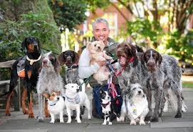 Your dog needs strong pack leadership from you because you are the true alpha dog. Cesar Millan Thextraordinary