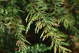 Image result for didymascella thujina