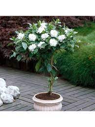 Iphones Apple Iphones Very Co Uk In 2020 Jasmine Plant Patio Plants White Plants