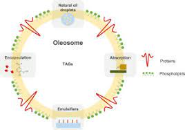 Check spelling or type a new query. Structure And Functions Of Oleosomes Oil Bodies Sciencedirect