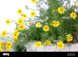 Image result for Dyssodia tenuiloba