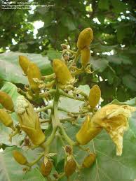 Image result for Fernandoa