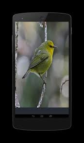 Exotic pet care for birds, reptiles, pocket pets. Singing Animals Unlimited For Android Apk Download