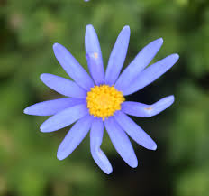 Image result for Felicia clavipilosa