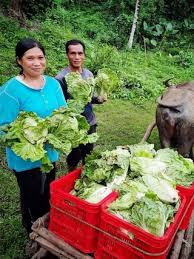 More income for small farmers, MSMEs with DOST-supported marketing tech  platforms