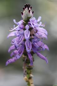 Image result for Coleus neochilus