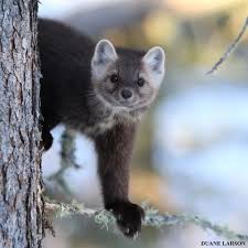 Pine Marten Cute Baby Animals Animal Photo Cute Animals