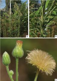 Image result for Conyza