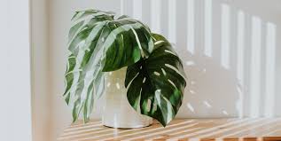 Check spelling or type a new query. Why You Should Buy Fake Plants Where To Buy Artificial Plants