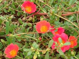 Image result for Portulaca oleracea