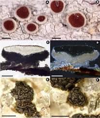 Image result for Cyclocarpa