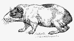 Don't you just love the anime style? Image Result For Charo Guinea Pig Cartoon Animation Guinea Pig Hd Png Download Kindpng