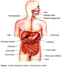 Makanan akan dicerna pertama kali baik secara. Organ Tubuh Manusia Dan Hewan Vertebrata