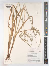 Image result for Cyperus pseudoleptocladus