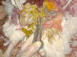 We did not find results for: Infections Of Mycoplasma Synoviae And Escherichia Coli Engormix