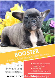 Interested in finding out more about the french bulldog? Precious French Bulldog Puppies French Puppies Twitter
