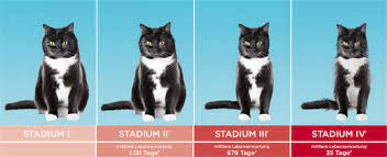 Bloß keine milch (auch keine katzenmilch) für nierenkranke katzen. Nierenerkrankung Katze Symptome Katze Mit Cne