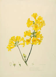 Pin On Printables Flowers Vintage Prints