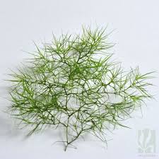 Image result for Najas graminea