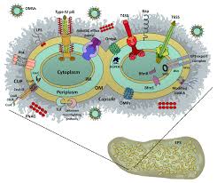 The body is square or just slightly longer than tall. Microorganisms Free Full Text Gram Negative Bacteria Holding Together In A Biofilm The Acinetobacter Baumannii Way Html