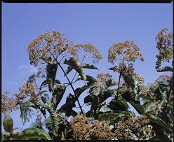 Image result for Harungana madagascariensis