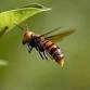 World of Insects Workshop