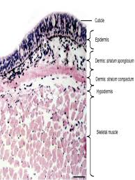 Scielo Brasil Histology Of Juvenile Skin Of I Lepidosiren Paradoxa I Fitzinger 1837 Sarcopterygii Dipnoi Histology Of Juvenile Skin Of I Lepidosiren Paradoxa I Fitzinger 1837 Sarcopterygii Dipnoi