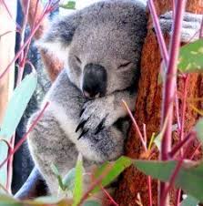 Where To See Australian Animals In Sydney Australian Animals Australia Animals Animals