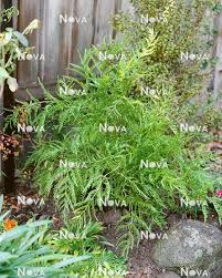 Image result for Pteris dentata