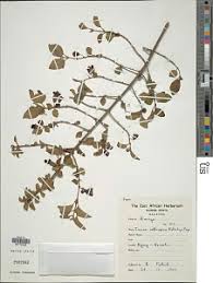 Image result for Tinnea aethiopica