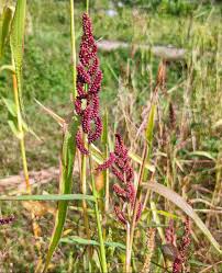 Image result for Echinochloa frumentacea