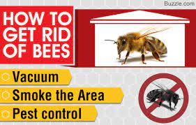 Eventually, all the bees will be dead due to the spread of the powder. Different Types Of Bees In The House And Ways To Get Rid Of Them Home Quicks