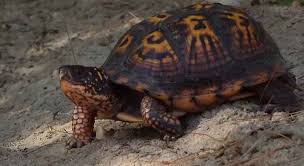 Annual total nest counts for loggerhead sea turtles on florida's index beaches fluctuate widely and scientists do not yet understand fully what drives these changes. How Long Do Box Turtles Live Turtleowner Com