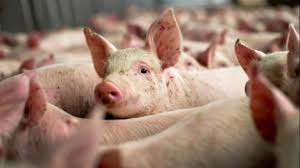We did not find results for: FermÄƒ ClandestinÄƒ De Porci Din Arad DescoperitÄƒ De Pesta PorcinÄƒ Peste 200 De Porci Au Fost SacrificaÈ›i Special Arad Ultimele È™tiri Din Arad