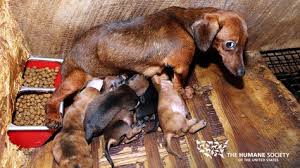 What is the difference between adopting a dog, adopting a cat, adopting a kitten or adopting a puppy versus getting dogs for sale, cats for sale, puppies for sale or kittens for sale from a. 100 Craigslist Animals Need Saving Too Ideas Animals Pets Animal Abuse